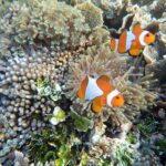 Camping Gili Kondo For Under Water Tours